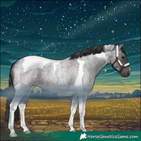 Horse Color:Blue Roan Tobiano