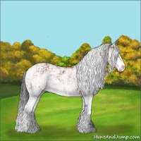 Horse Color:Bay Sabino Rabicano and Bay Sabino Rabicano