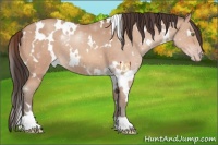 Horse Color:White Spotted Sable Champagne 