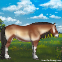 Horse Color:Bay Onyx 