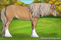 Horse Color:Palomino Roan 