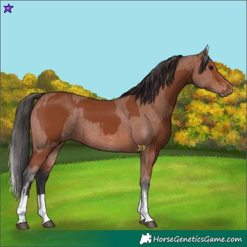Horse Color:Bay Sabino Rabicano and White Spotted Bay Sabino Rabicano