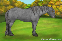 Horse Color:Black Appaloosa Rabicano 