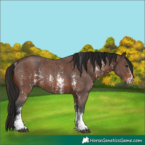 Horse Color:Bay Sabino Rabicano  and Gray Bay Sabino Rabicano 