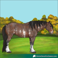 Horse Color:Bay Sabino Rabicano and Gray Bay Sabino Rabicano