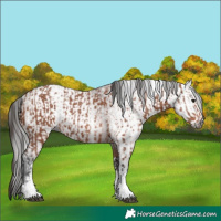 Horse Color:Bay Sabino Rabicano  and Gray Bay Sabino Rabicano 