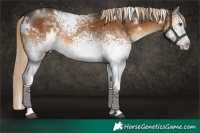Horse Color:White Spotted Chocolate Palomino 