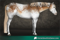 Horse Color:White Spotted Chocolate Palomino 