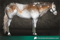 Horse Color:White Spotted Chocolate Palomino 