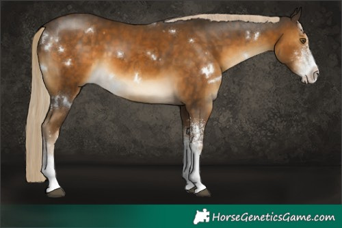 Horse Color:White Spotted Chocolate Palomino