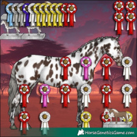 Horse Color:Liver Chestnut Mushroom Appaloosa 