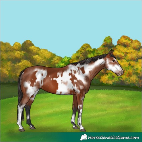 Horse Color:Bay Sabino Rabicano and Bay Sabino Frame Rabicano