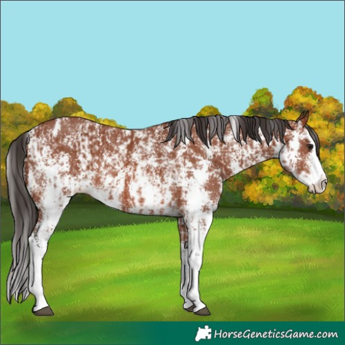 Horse Color:Bay Sabino Rabicano  and Bay Sabino Splash Rabicano 