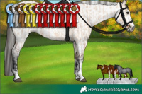 Horse Color:Bay Roan Dun Sabino Rabicano  and Gray Bay Roan Dun Sabino Rabicano 