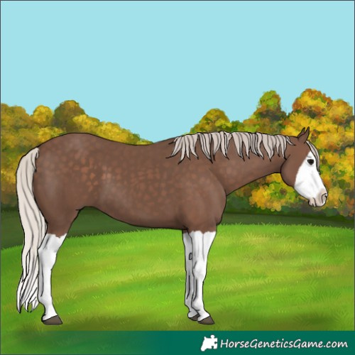 Horse Color:Silver Black Splash 
