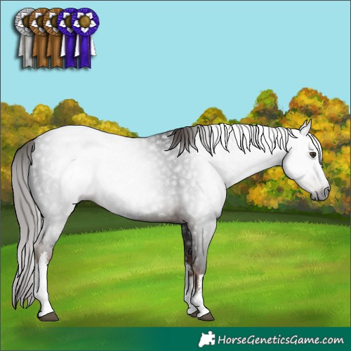 Horse Color:Gray White Spotted Liver Chestnut 