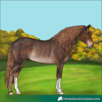 Horse Color:Liver Chestnut Rabicano 