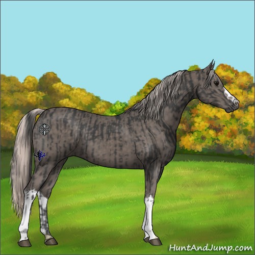 Horse Color:Black  and Silver Black 
