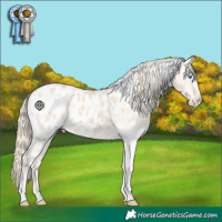 Horse Color:White Spotted Perlino Blanket