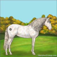 Horse Color:Perlino Appaloosa
