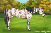 Horse Color:Bay Sabino Rabicano  and Bay Sabino Rabicano 