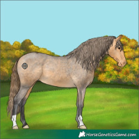 Horse Color:Buckskin Varnish 