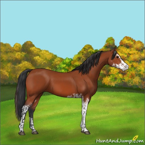 Horse Color:Bay Sabino Rabicano and Bay Sabino