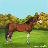 Horse Color:Bay Sabino Rabicano  and Bay Sabino 