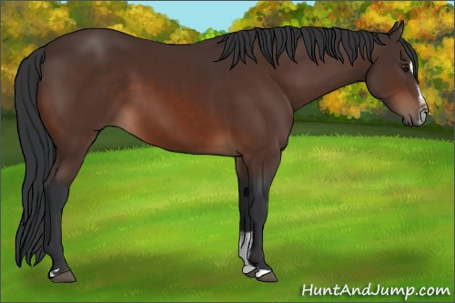 Horse Color:Brown Sabino 