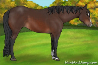 Horse Color:Brown Sabino 