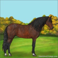 Horse Color:Bay Sabino Rabicano  and Brown Sabino Rabicano 