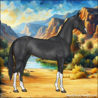 Horse Color:Black Rabicano 