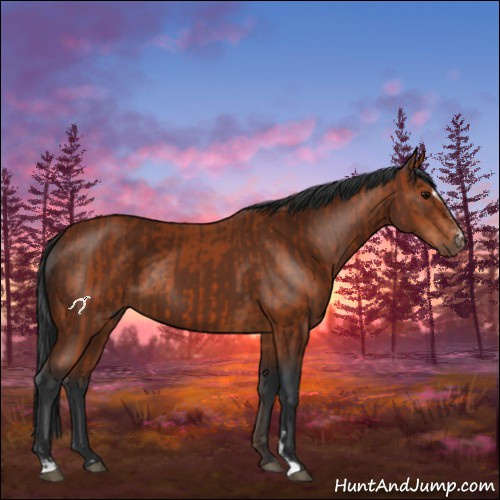 Horse Color:Bay Sabino Rabicano  and Brown Sabino Rabicano 