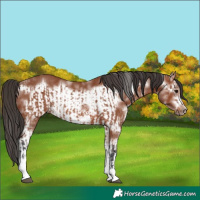 Horse Color:Bay Sabino Rabicano  and Bay Sabino Frame Rabicano 