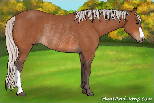 Horse Color:Silver Bay Rabicano 