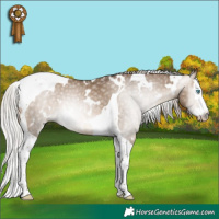 Horse Color:Gray White Spotted Silver Buckskin Pearl Splash Tobiano Rabicano