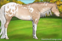 Horse Color:White Spotted Silver Buckskin Pearl Tobiano Blanket Rabicano 