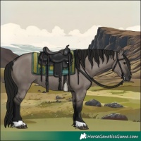 Horse Color:Gray Grullo Rabicano 