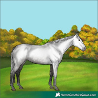 Horse Color:Gray Grullo