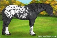 Horse Color:Black Blanket 
