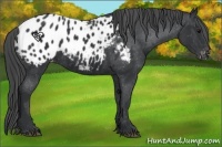 Horse Color:Black Appaloosa 