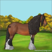 Horse Color:Bay Tobiano 