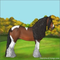 Horse Color:Bay Tobiano 