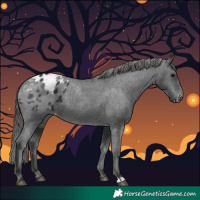 Horse Color:Black Appaloosa