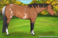 Horse Color:White Spotted Bay 