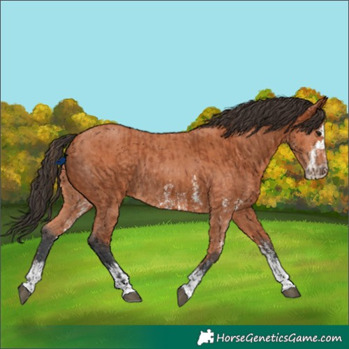 Horse Color:Bay Sabino Rabicano  and Bay Sabino Rabicano 