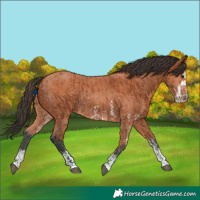 Horse Color:Bay Sabino Rabicano  and Bay Sabino Rabicano 