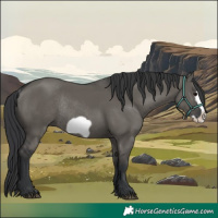 Horse Color:Grullo Frame Rabicano 