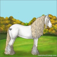 Horse Color:Buckskin Roan Pearl Near Leopard 