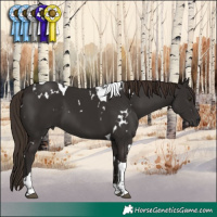 Horse Color:White Spotted Liver Chestnut Tobiano 